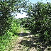 Smith Oak Bird Sanctuary, High Island, Houston